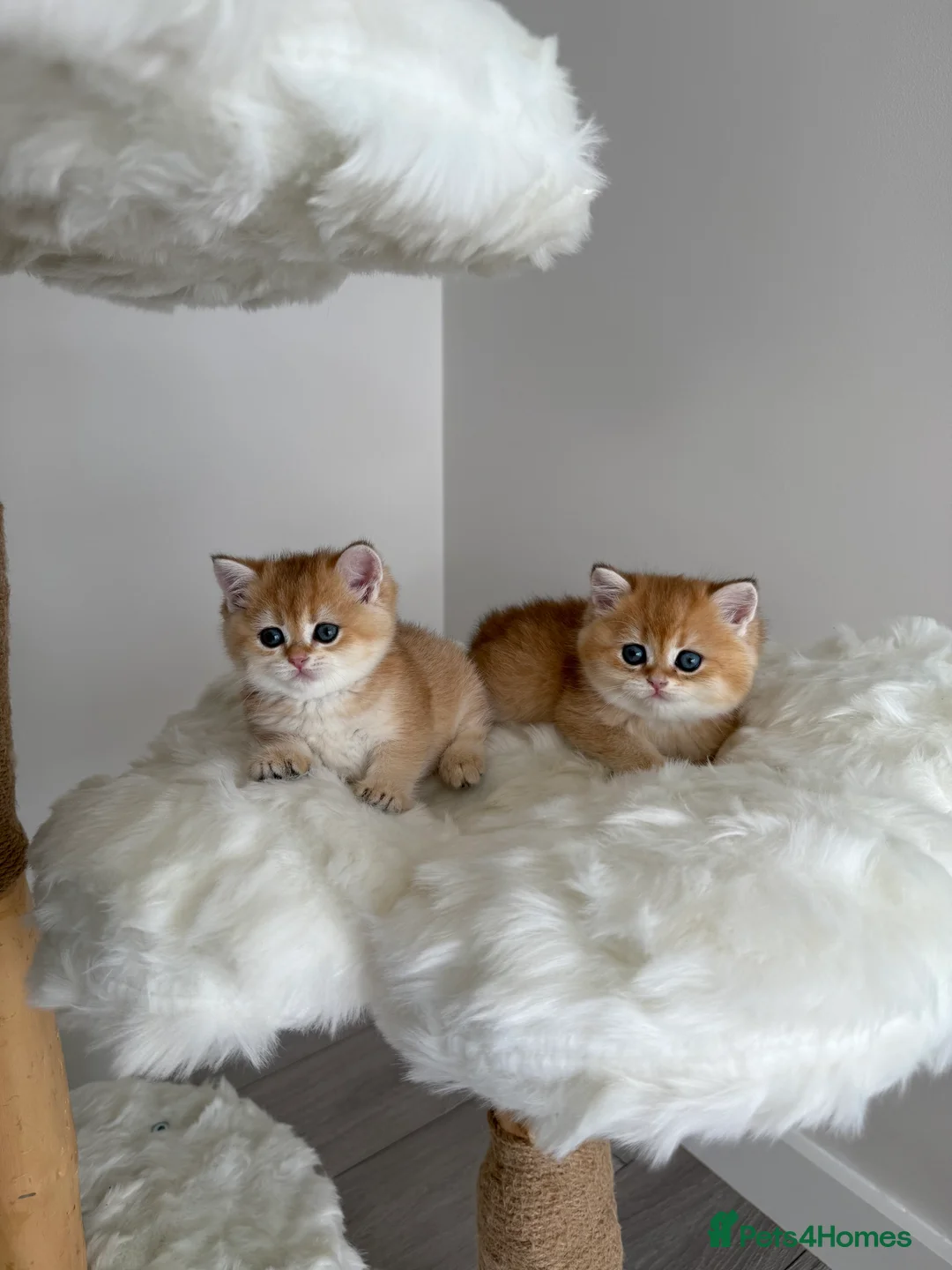 British Shorthair cats for sale: Golden Blue British Shorthair kittens  - Advert 5