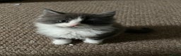 Ragdoll cats for sale: 4 maincoon x ragdoll kittens - Advert 16