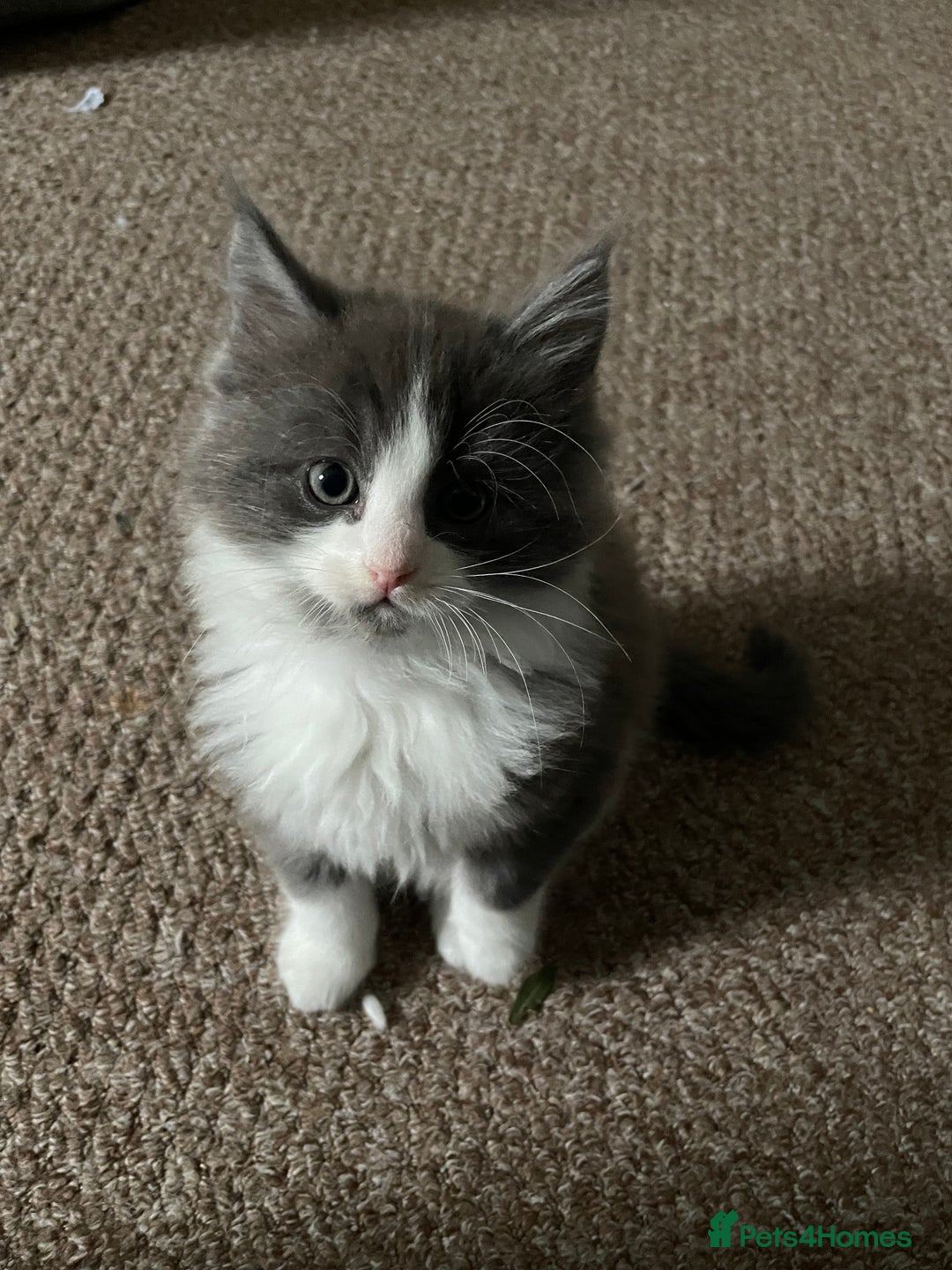 Ragdoll cats for sale: 4 maincoon x ragdoll kittens - Advert 16