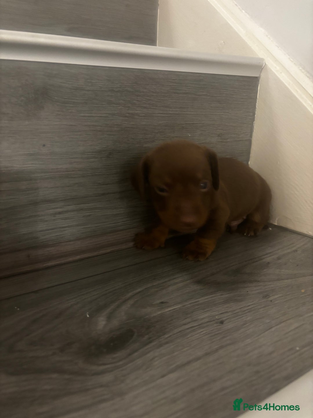 Miniature Dachshund dogs for sale: Miniature Dachshund Puppies - Advert 6