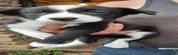 Border Collie dogs for sale: BORDER COLLIE PUPS in Glossop - Advert 6