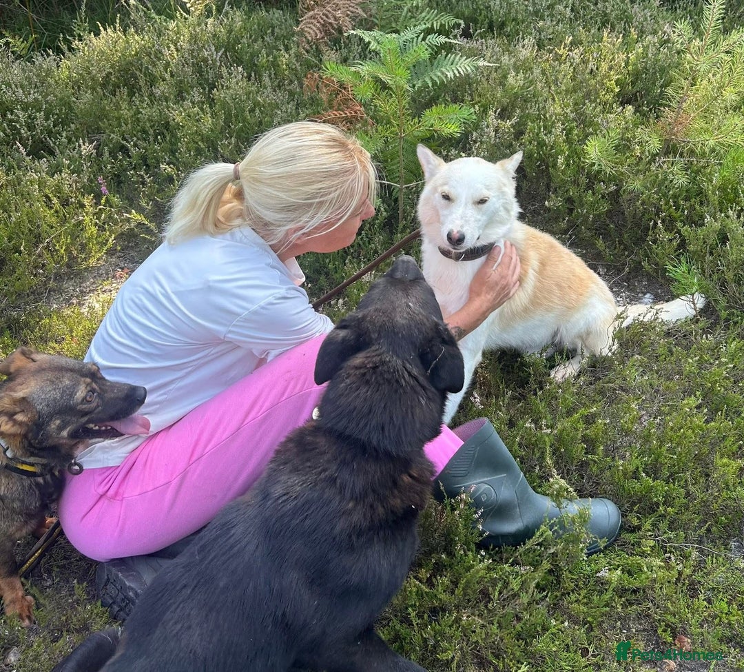 Mixed Breed dogs for adoption: Song - Norwich Norfolk  - Image 19