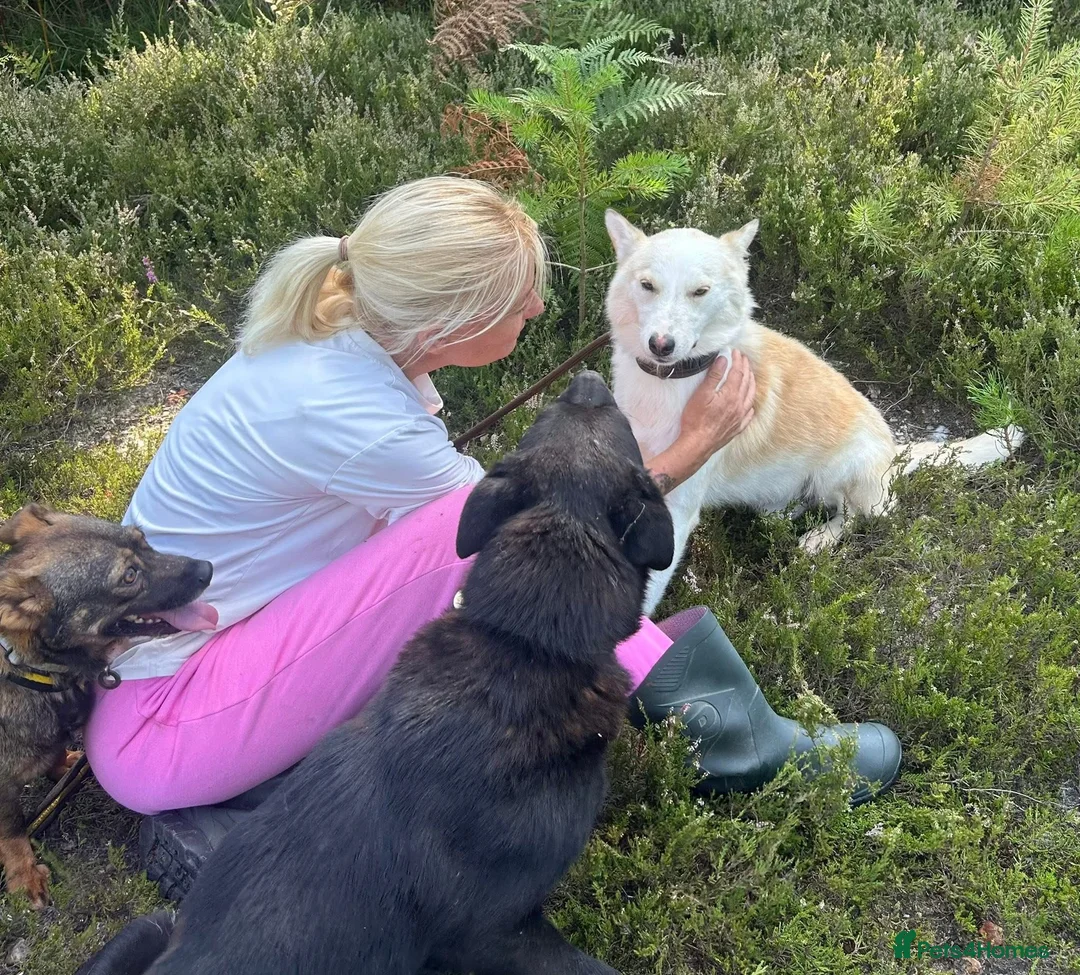 Mixed Breed dogs for adoption: Song - Norwich Norfolk  - Advert 19