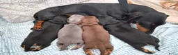 Miniature Dachshund dogs for sale: 1 boy black and tan minature left - Advert 5