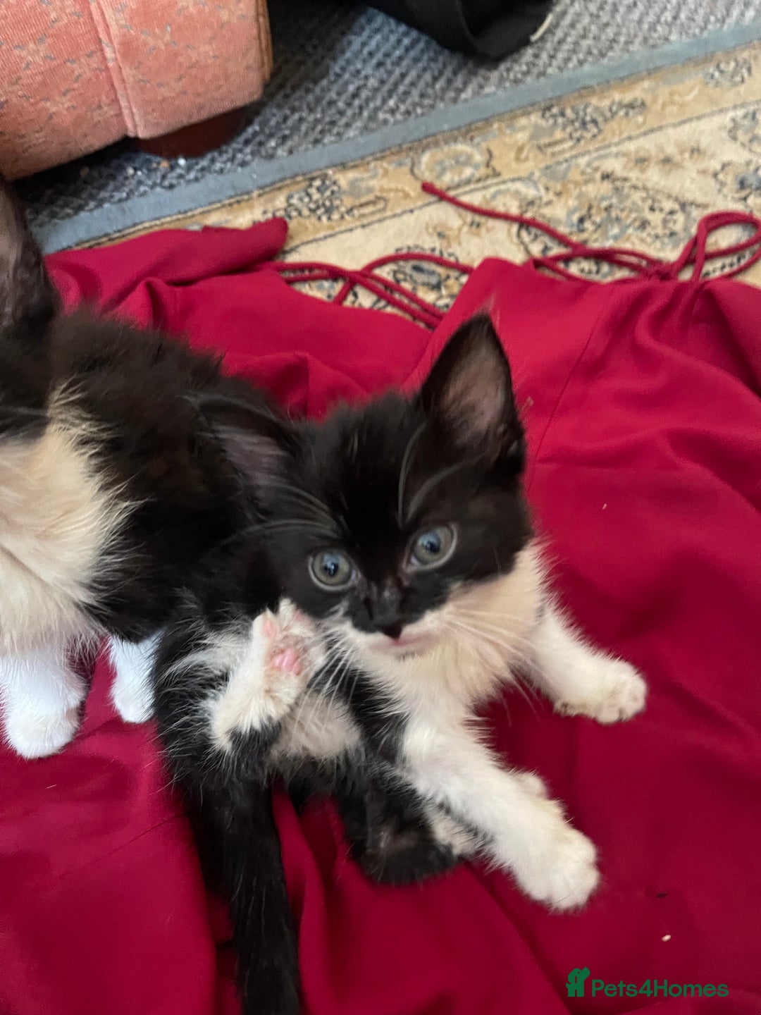 Mixed Breed cats for sale: Two beautiful kittens ready to leave - Image 4