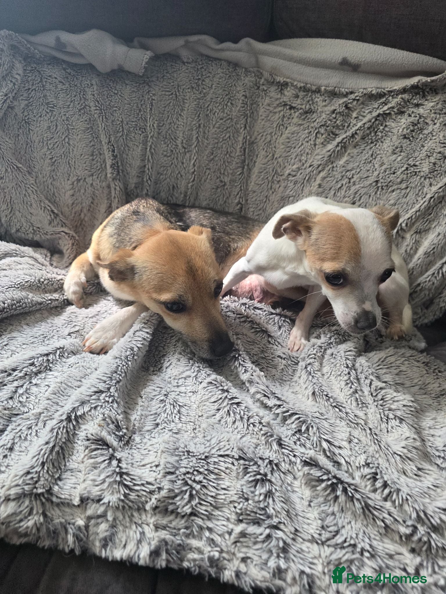 Mixed Breed dogs Jackawawas  - Advert 2