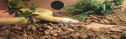 Python Snake reptiles for sale: Reggie the retic python  - Advert 4