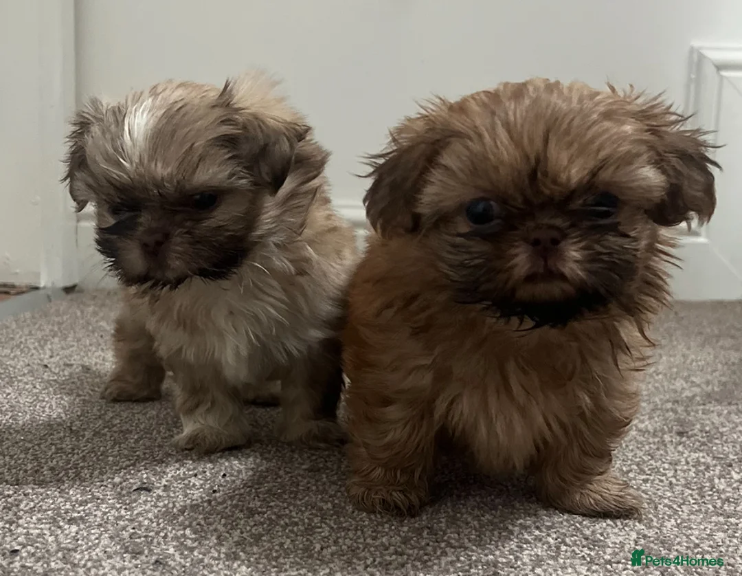 Shih Tzu dogs for sale: ✨Tiny Imperial Shih Tzu puppies ✨ - Advert 13