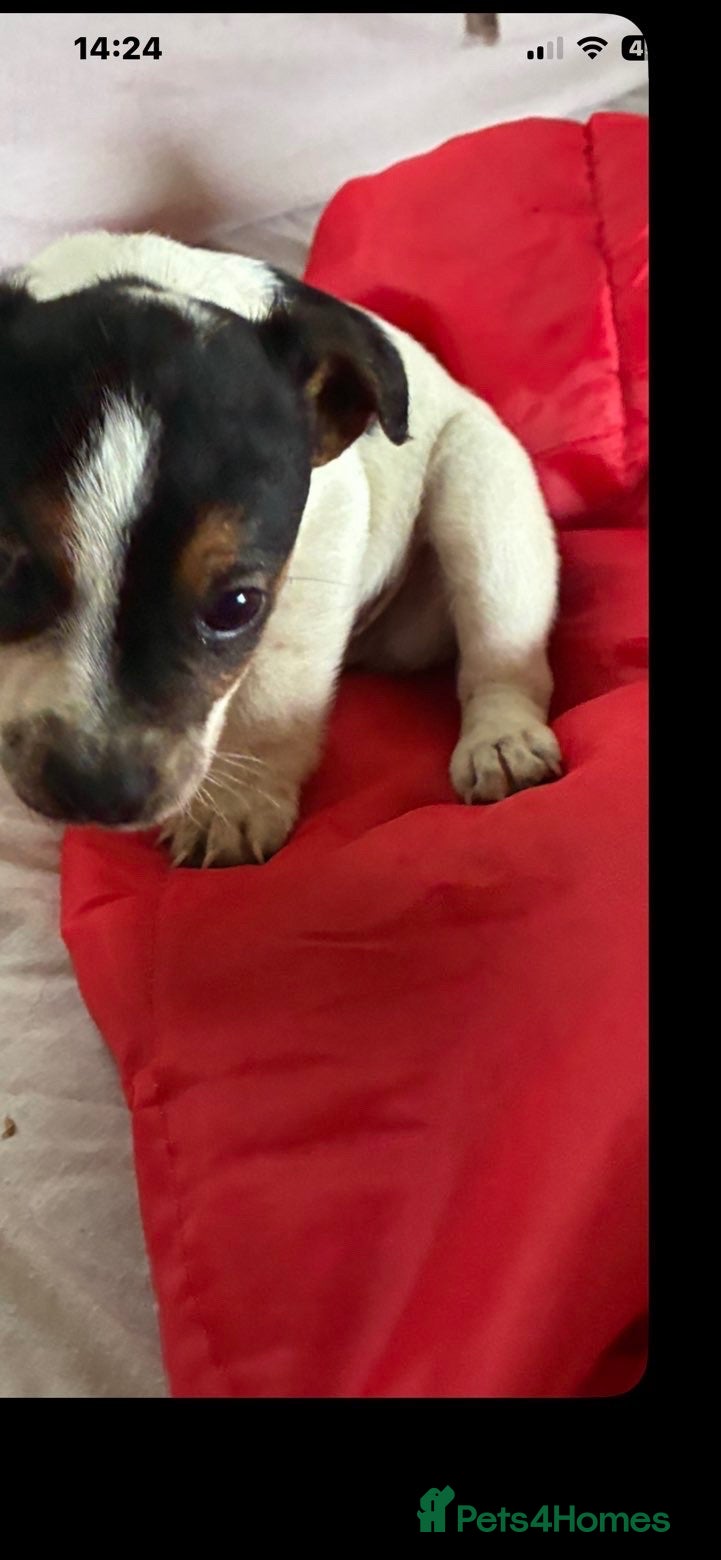 Jack Russell dogs for sale: Outstanding Jackrussle pups  - Advert 3