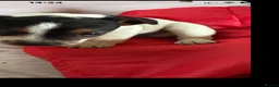 Jack Russell dogs for sale: Outstanding Jackrussle pups  in Caerphilly - Advert 1