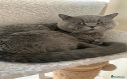 British Shorthair cats for sale: British Blue Kittens - Image 4