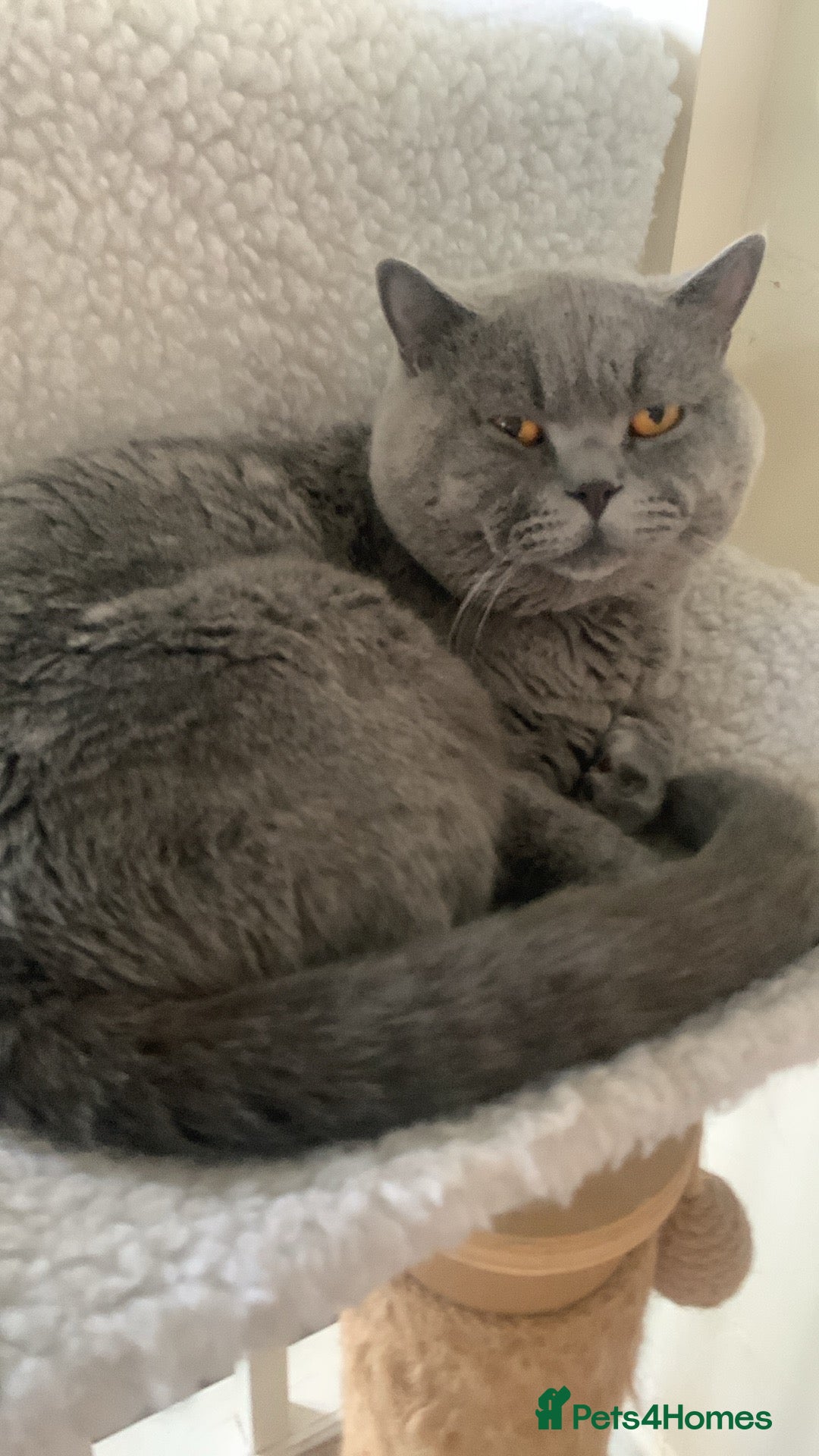 British Shorthair cats for sale: British Blue Kittens - Image 4