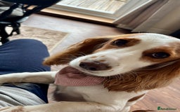 Cocker Spaniel dogs for sale: Cocker Spaniel  - Image 1