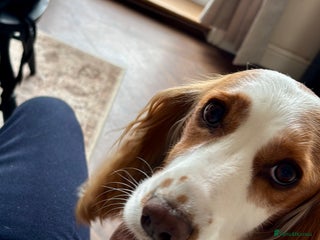 Cocker Spaniel dogs - Advert 2