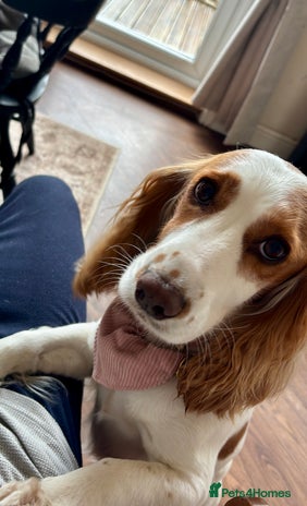 Cocker Spaniel dogs - Advert 5