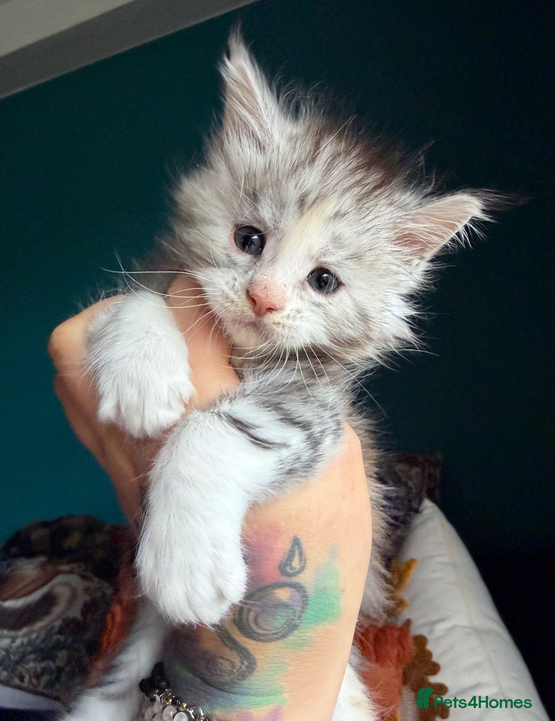 Maine Coon cats for sale: Maine Coons with Tests, Papers & Vet Checks - Advert 5