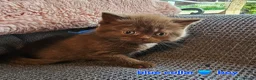 British Shorthair cats for sale: British short hairs / long hair  - Advert 5