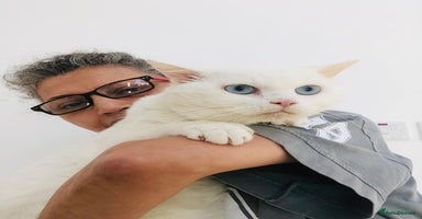 Mixed Breed cats LENNON - MIX TURKISH ANGORA BOY PERFECT HEALTH  - Advert 11