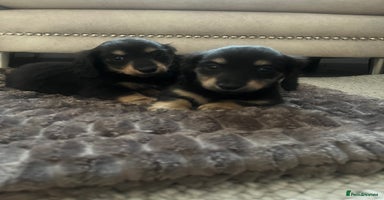 Miniature Dachshund dogs - Advert 14