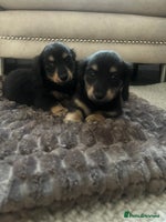 Miniature Dachshund dogs - Advert 5