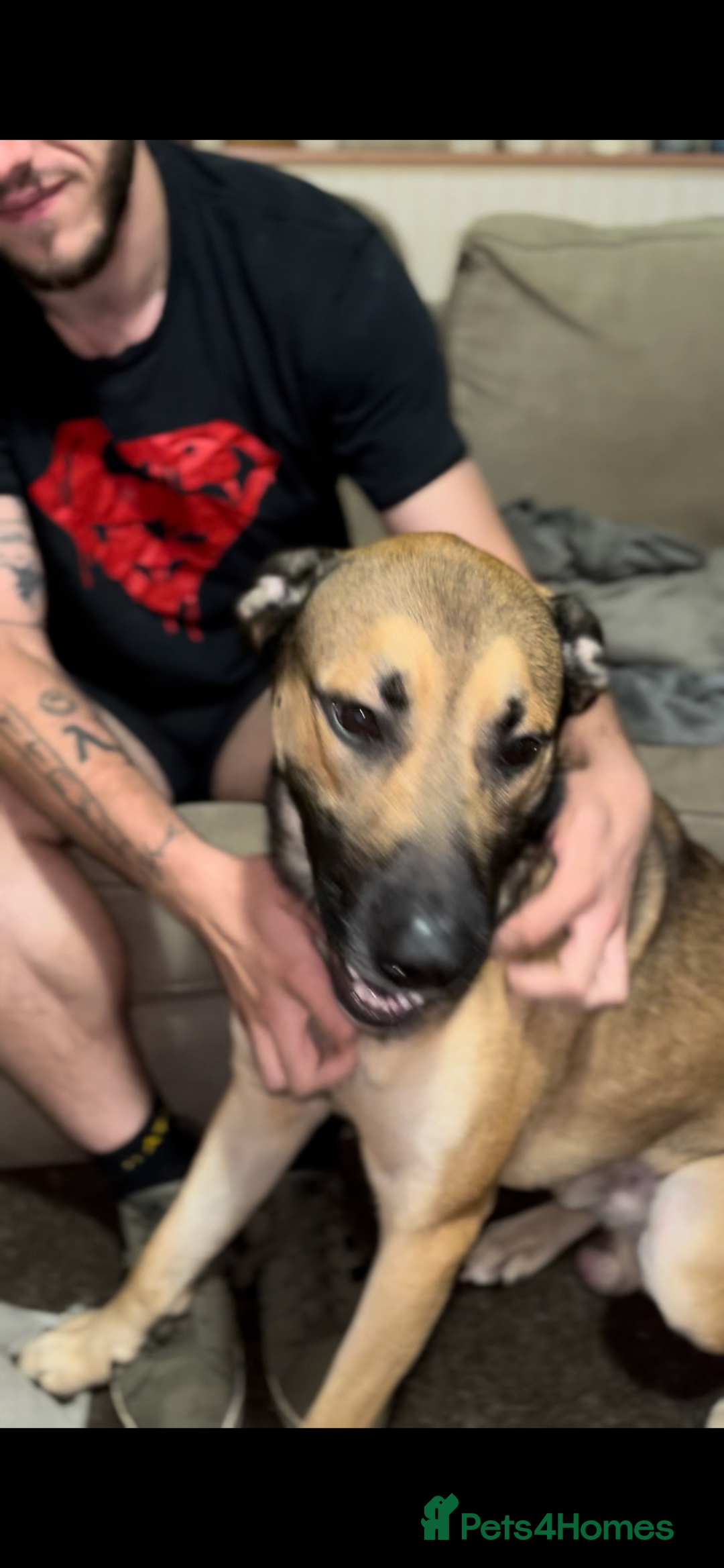 Mixed Breed dogs for sale: Male mixed breed dog for sale  - Image 3