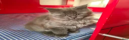 Maine Coon cats for sale: 🐾 Stunning Maine Coon Kittens – 3 Males 🐾 - Advert 5