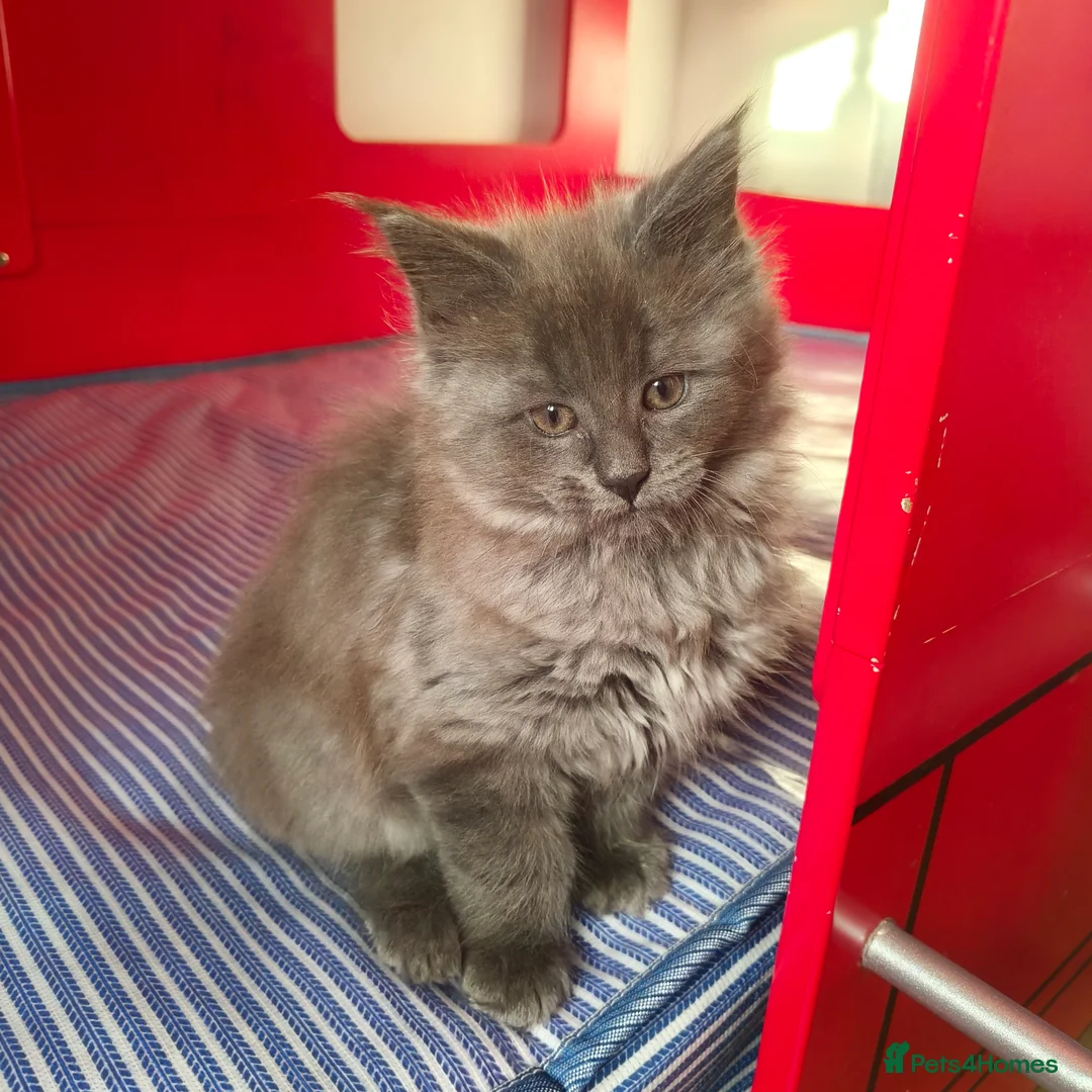 Maine Coon cats for sale: 🐾 Stunning Maine Coon Kittens – 3 Males 🐾 - Advert 2