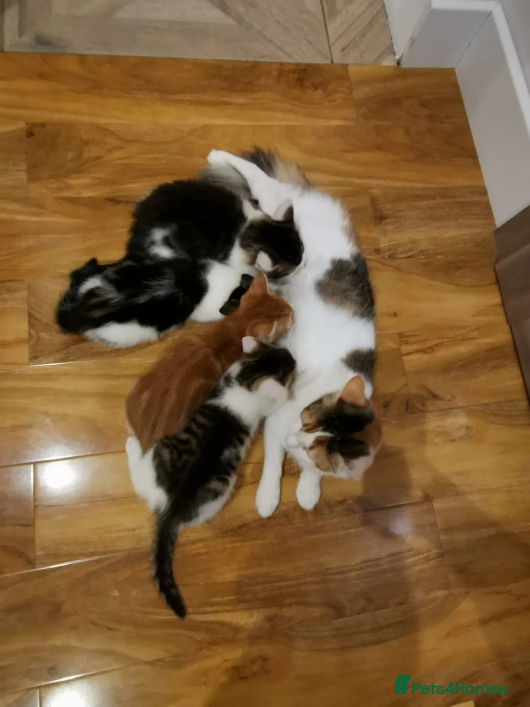 Mixed Breed cats for sale: Beautiful kittens ready now - Advert 2