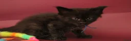 Maine Coon cats for sale: 🔥Gorgeous Maine Coons Available🔥 - Advert 11