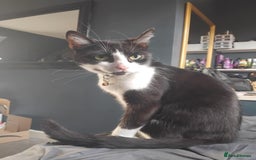 Mixed Breed cats for sale: 2 male cats for sale  - Image 5