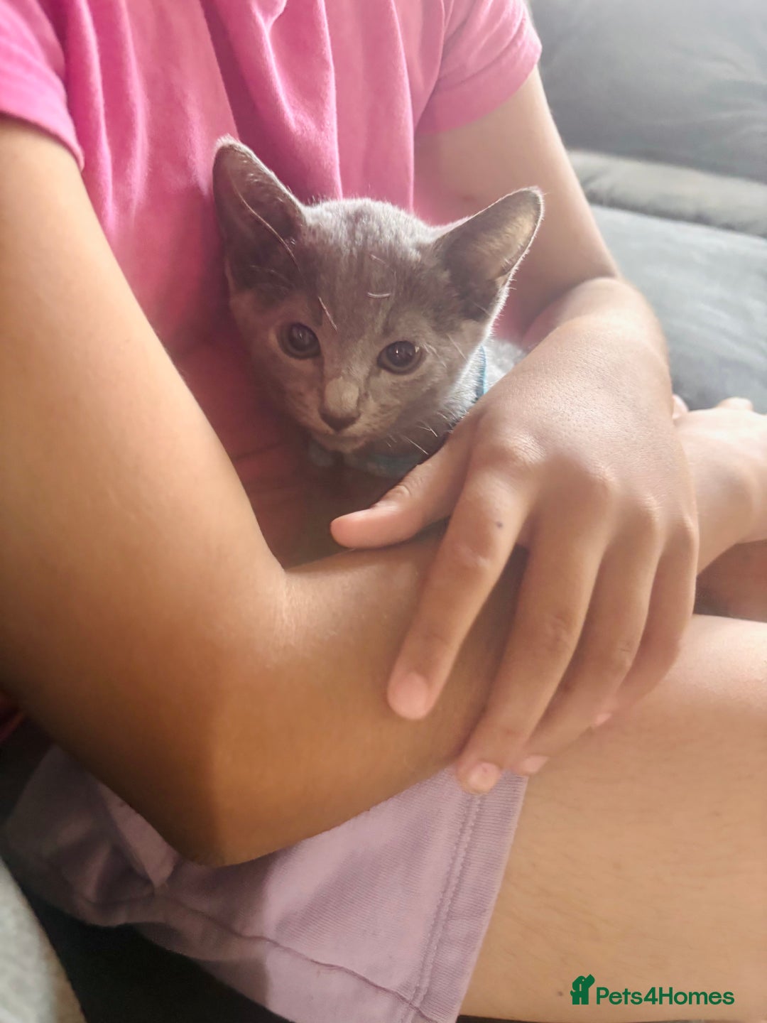 Russian Blue cats for sale: READY TO LEAVE pure pedigree Russian blue kittens! - Image 18