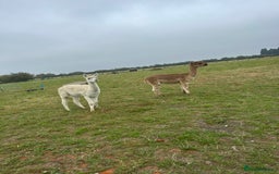 Alpaca livestock for sale: 2 gelded alpaca boys looking for a new home. - Image 3