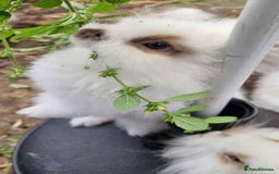 Mixed Breed rabbits for sale: Very pretty soft fluffy bunnies - Image 4