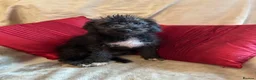 Bedlington Terrier dogs for sale: 7/8’s Bedlington x Whippet pups  in Darwen - Advert 6