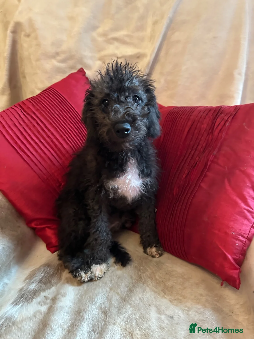 Bedlington Terrier dogs for sale: 7/8’s Bedlington x Whippet pups  in Darwen - Advert 6