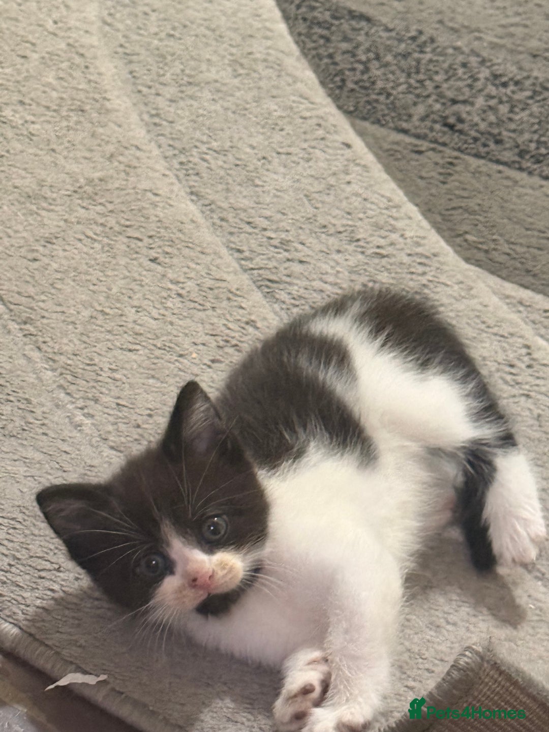 Mixed Breed cats for sale: Kittens for sale - Advert 4