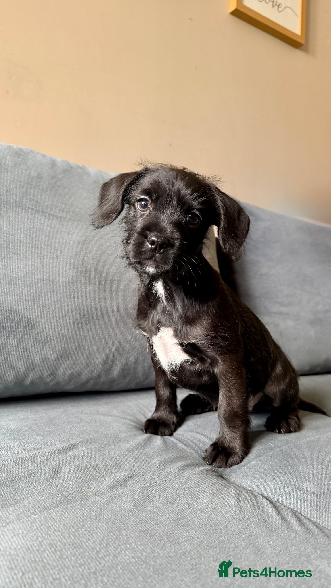 Mixed Breed dogs French bulldog /cockapoo - Advert 17