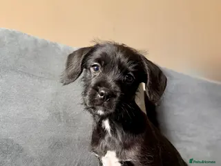 Mixed Breed dogs French bulldog /cockapoo - Advert 17