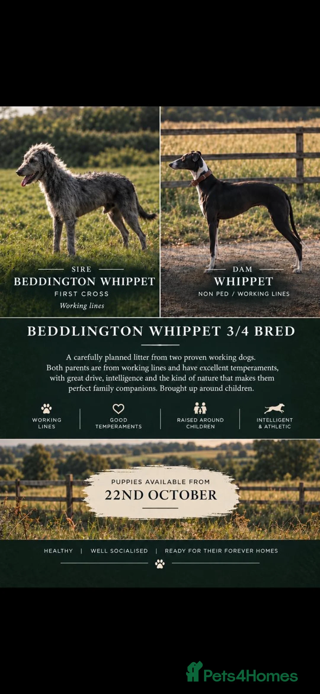 Mixed Breed dogs for sale: Bedlington x  Whippet Puppies  - Advert 10