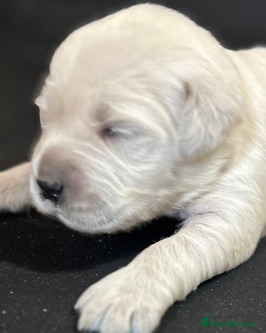 Golden Retriever dogs for sale: Chunky, cream pups - Image 21