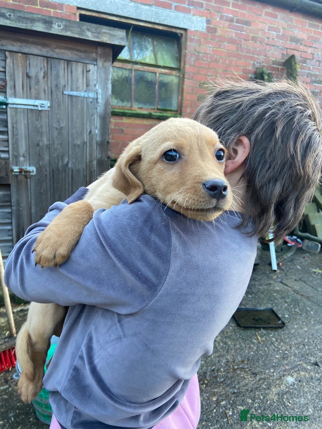 Labrador Retriever dogs for sale: 3 beautiful Labrador puppies for sale  - Advert 6