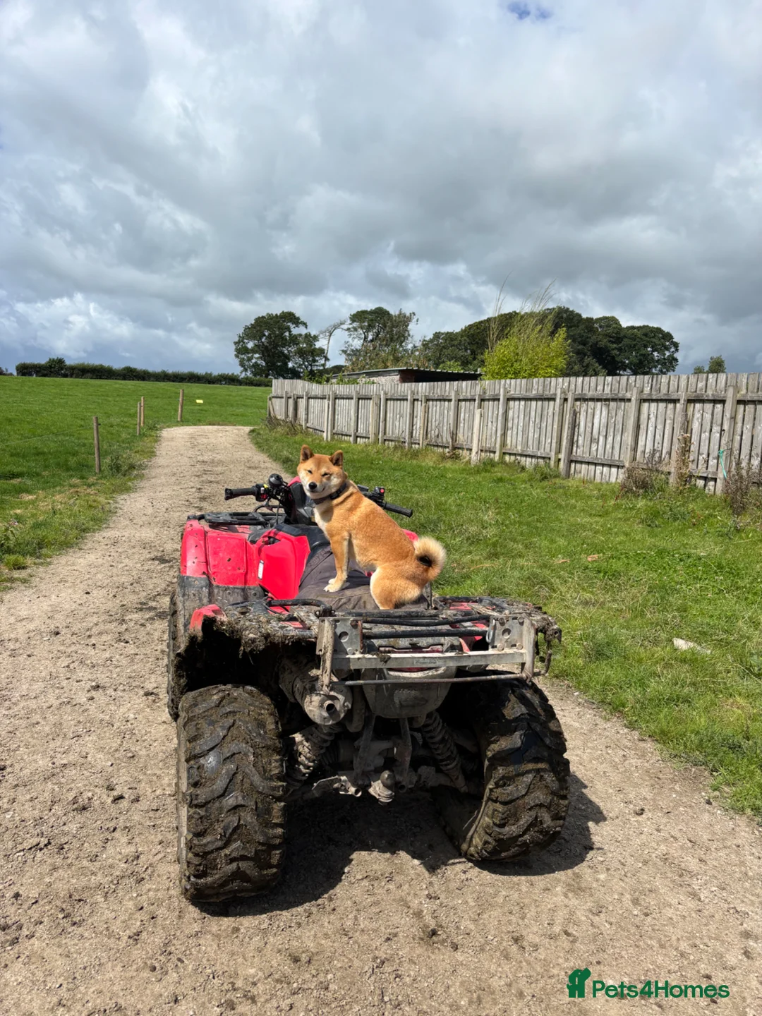 Japanese Shiba Inu dogs for sale: 3 beautiful Shiba puppies  - Advert 1