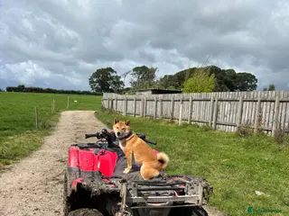 Japanese Shiba Inu dogs 3 beautiful Shiba puppies - Advert 3