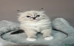 Ragdoll cats for sale: Registered Ragdolls kittens for sale - Image 33