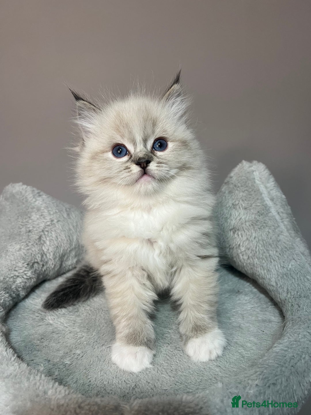 Ragdoll cats for sale: Registered Ragdolls kittens for sale - Image 33