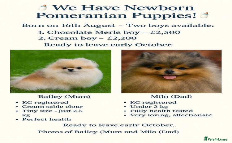 Pomeranian dogs - Advert 1