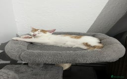 Mixed Breed cats for sale: orange and white kitten for sale  - Image 10