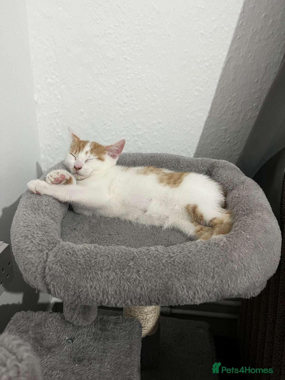 Mixed Breed cats for sale: orange and white kitten for sale  - Image 10