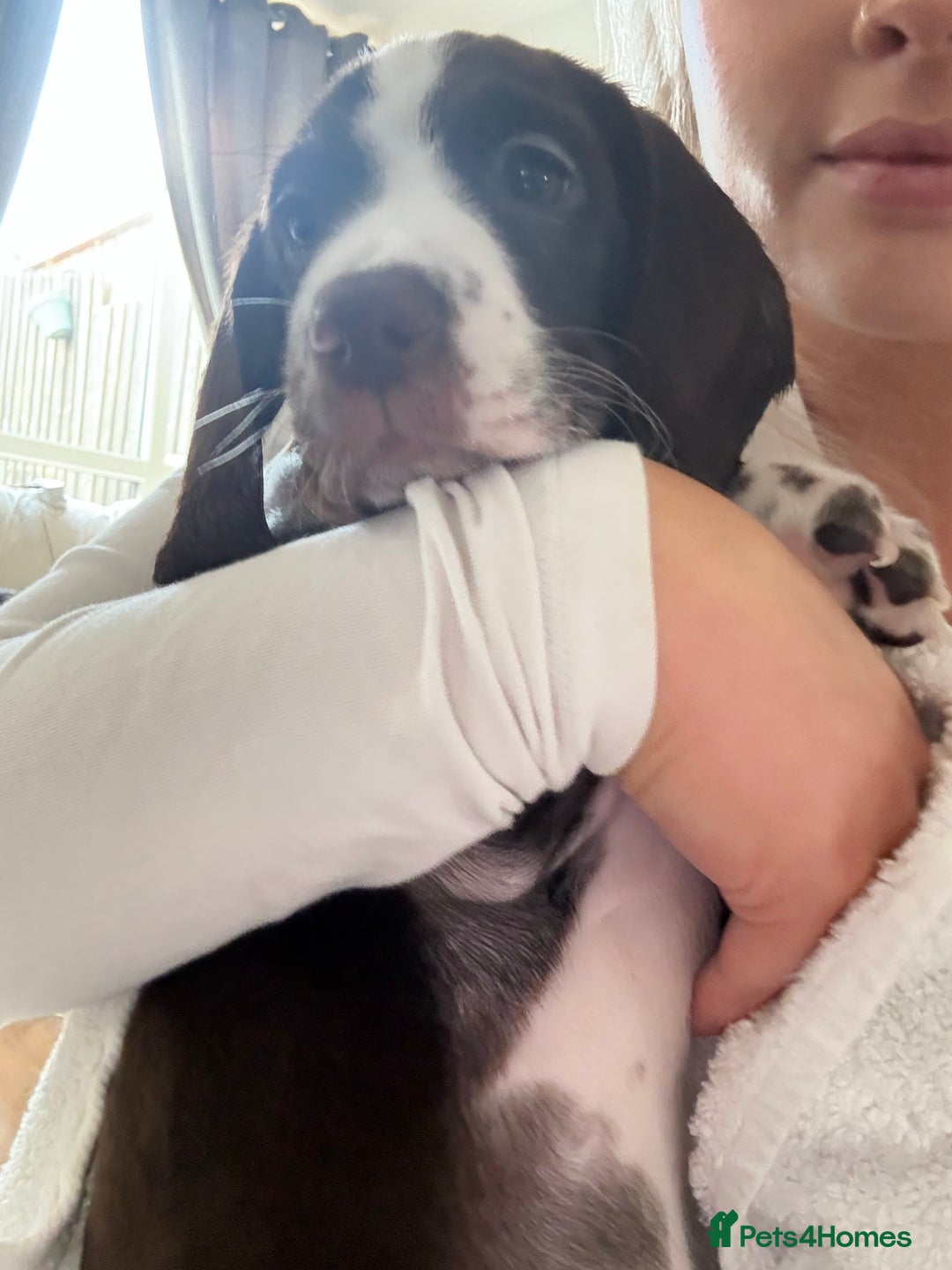 Mixed Breed dogs for sale: Chi sprocker  - Image 18
