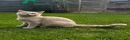 British Shorthair cats for sale: Lilac BSH boy and girl  - Advert 4